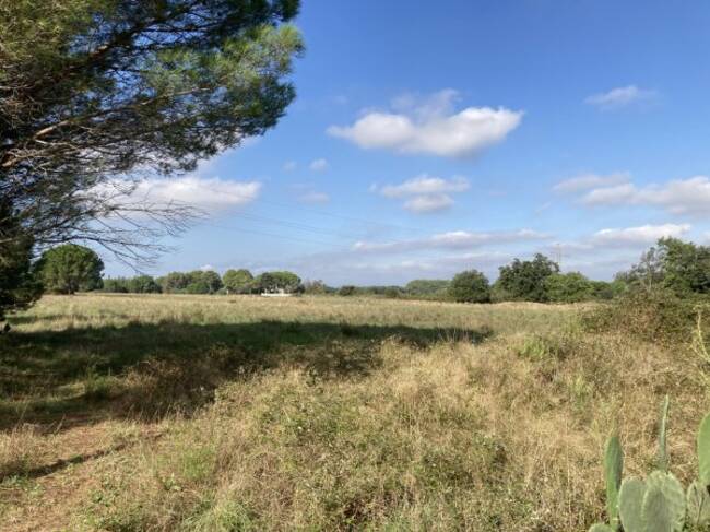 REXIM - Terrain - Pyrénées-Orientales - Palau-del-Vidre - 1