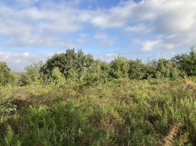 REXIM - Terrain - Pyrénées-Orientales - Villelongue-dels-Monts - 1
