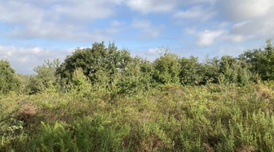 REXIM - Terrain - Pyrénées-Orientales - Villelongue-dels-Monts - 1