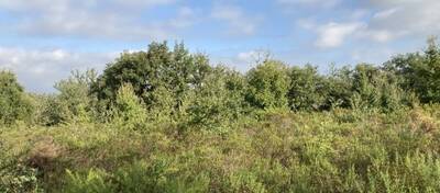 REXIM - Terrain - Pyrénées-Orientales - Villelongue-dels-Monts - 1
