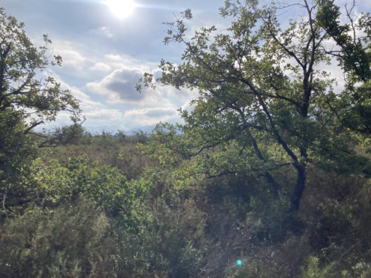 REXIM - Terrain - Pyrénées-Orientales - Villelongue-dels-Monts - 2