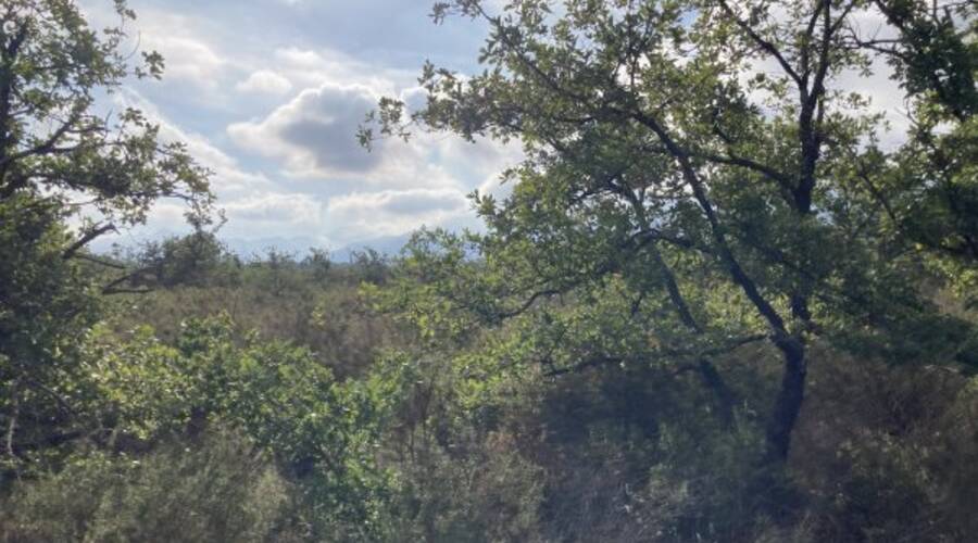 REXIM - Terrain - Pyrénées-Orientales - Villelongue-dels-Monts - 2